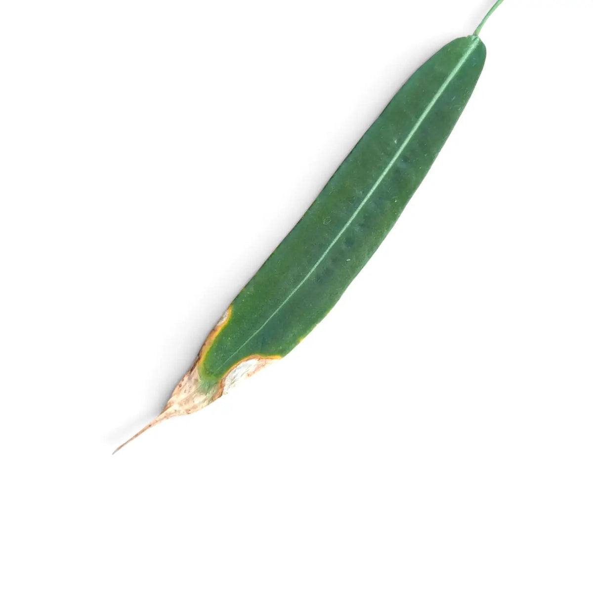 Narrow green leaf with a large dry brown patch at the tip
