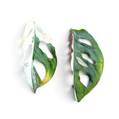 Two green and white fenestrated leaves with browned dry edges