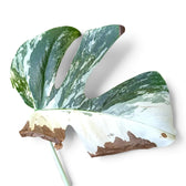 Large split green and white variegated leaf with extensive dry brown patches along the pale edges
