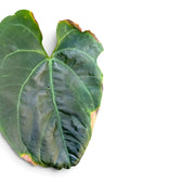 Broad dark green leaf with browned dry edges and a small tear