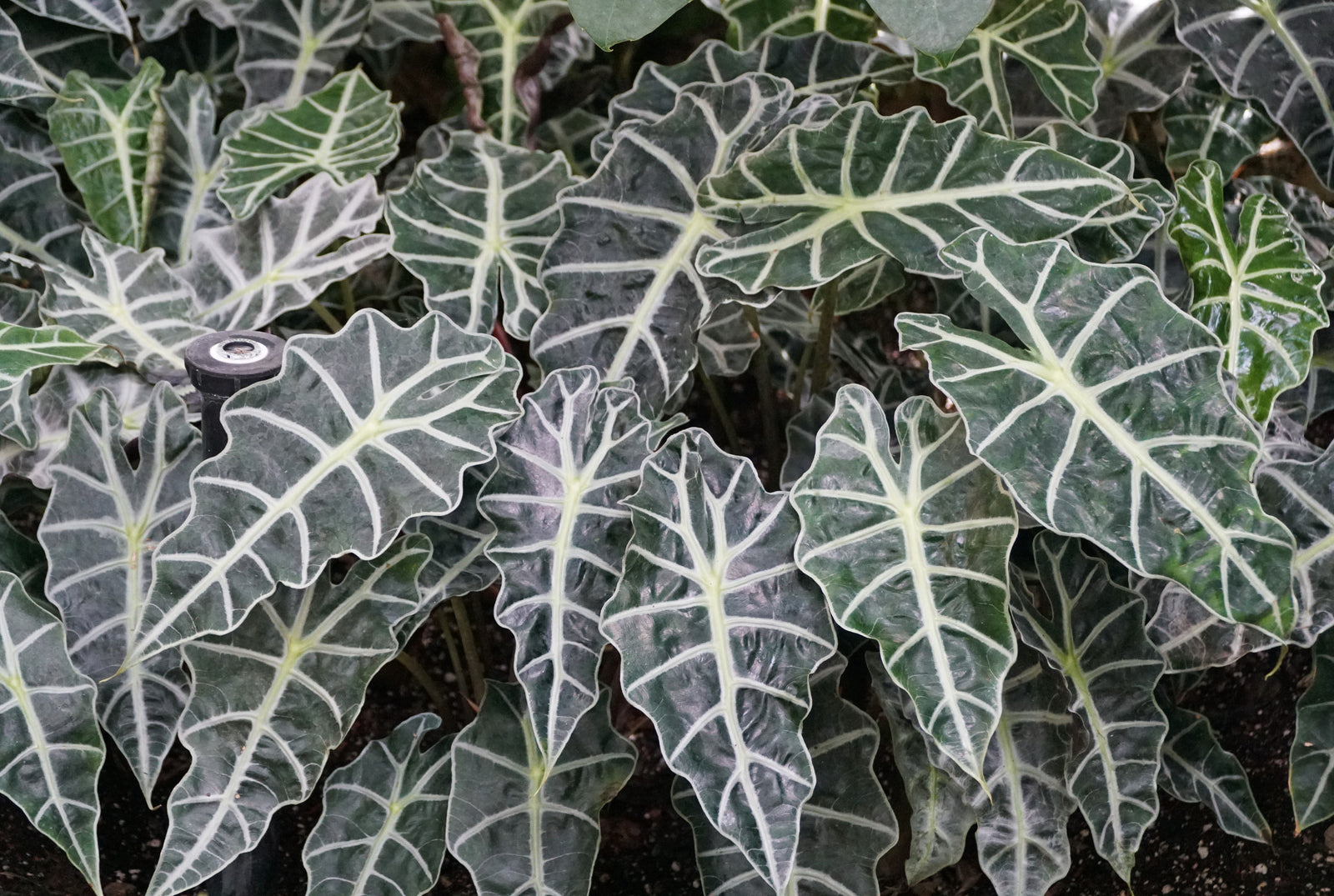 Close-up of Alocasia plants with white veins on glossy green leaves.