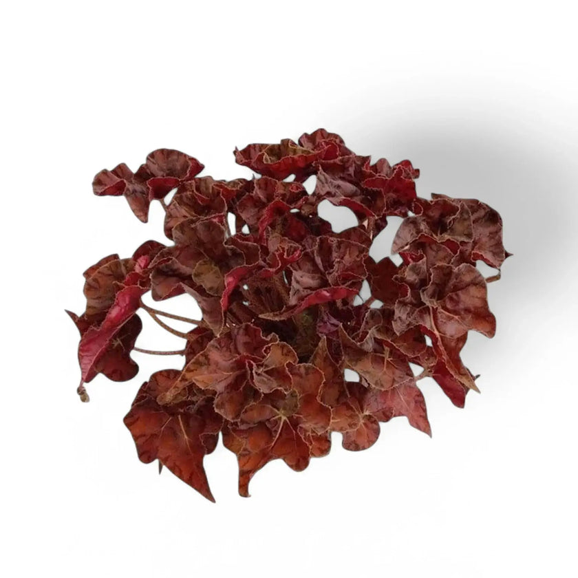 Begonia 'Autumn Crinkle' potted houseplant in nursery pot on white background, product photo 2.