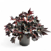 Begonia 'Black Fang' potted houseplant in nursery pot on white background, product photo 2.