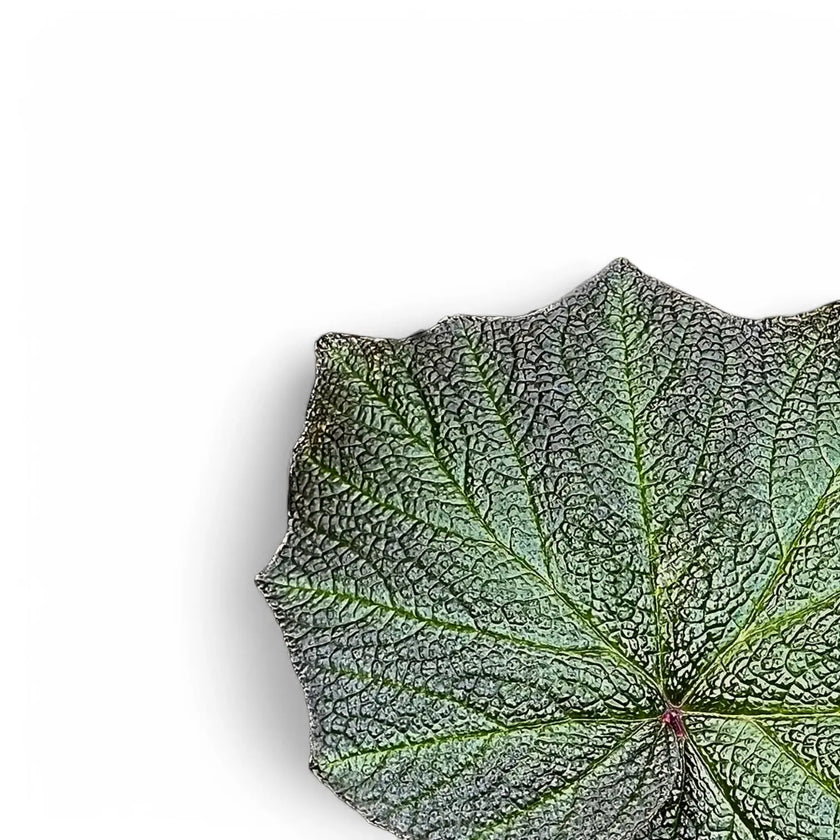 Begonia 'Boomer' leaf close-up on white background.