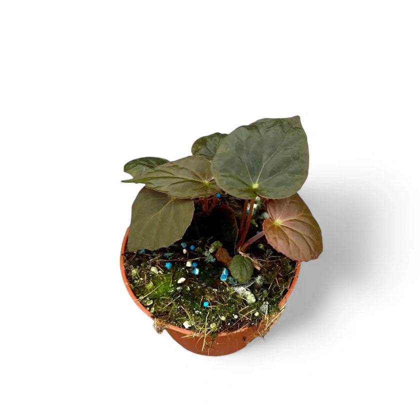 Begonia Pavonina potted houseplant in nursery pot on white background, product photo 2.