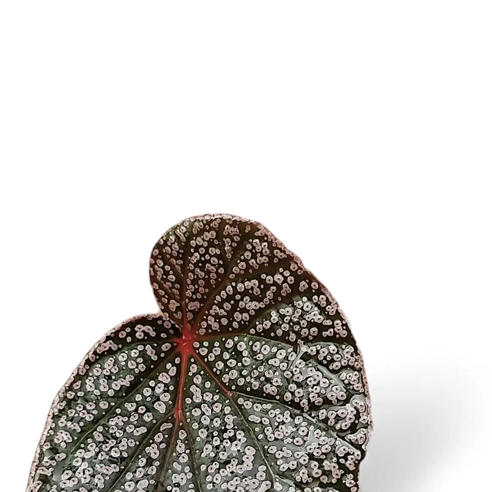 Begonia U062 – Blattdetail vor weißem Hintergrund..