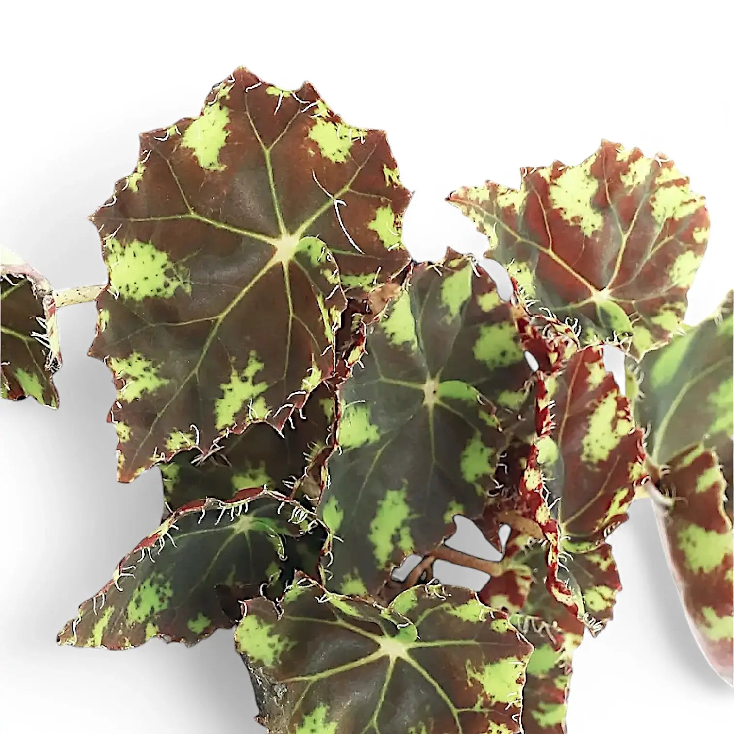 Begonia bowerae 'Tiger' – Blattdetail vor weißem Hintergrund..