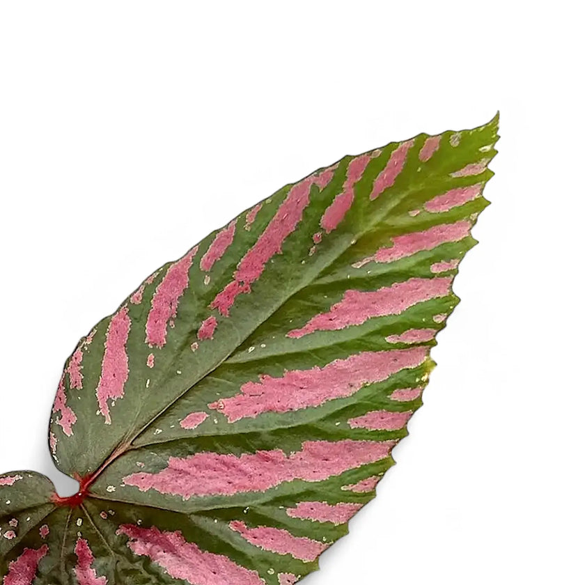 Begonia brevirimosa subsp. exotica leaf close-up on white background.