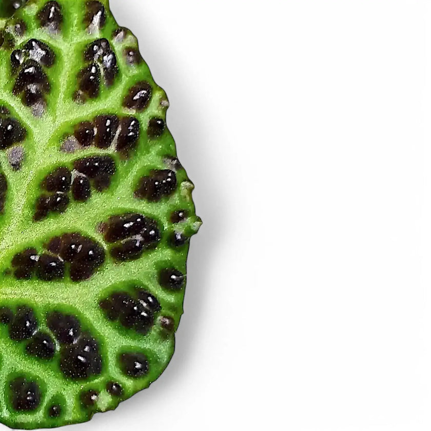 Begonia dracopelta leaf close-up on white background.