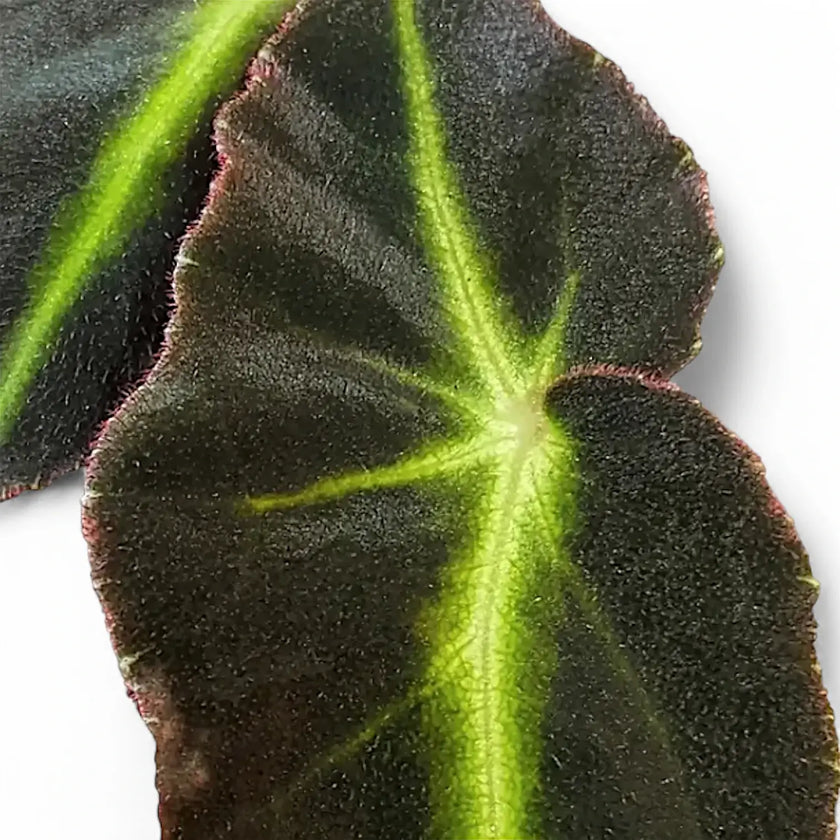 Begonia listada leaf close-up on white background.