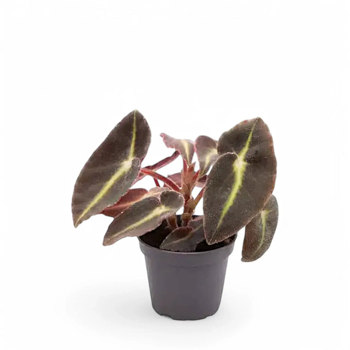 Begonia listada Zimmerpflanze im Anzuchttopf vor weißem Hintergrund, Produktfoto 2.