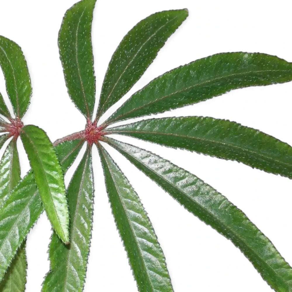 Begonia luxurians – Blattdetail vor weißem Hintergrund..