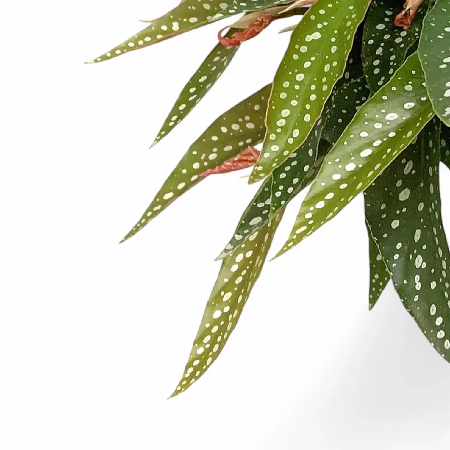 Begonia maculata ‘Tamaya’ – Blattdetail vor weißem Hintergrund..