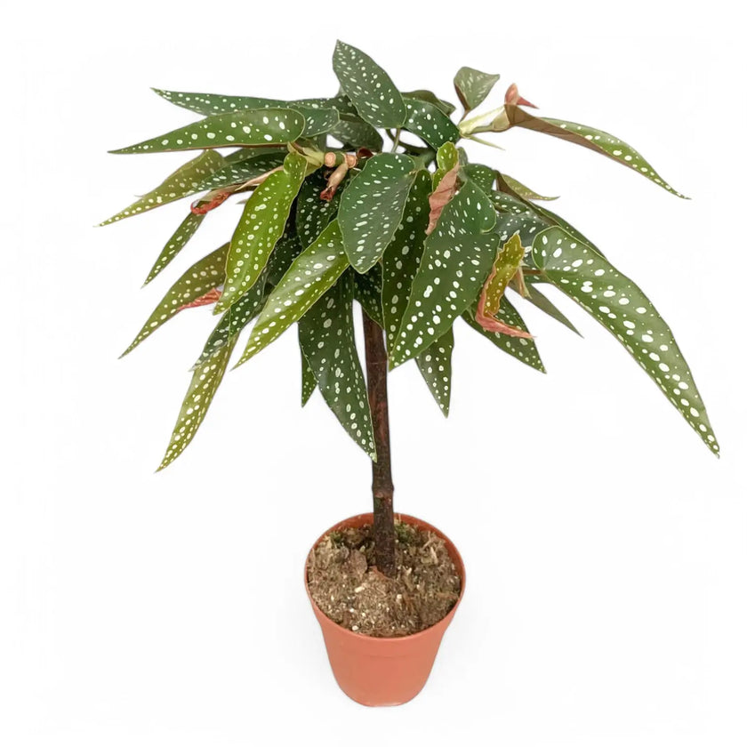 Begonia maculata ‘Tamaya’ potted houseplant in nursery pot on white background, product photo 2.