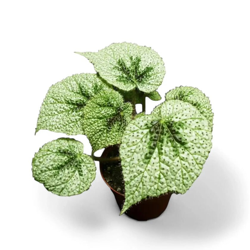 Begonia masoniana 'Tricolor' Zimmerpflanze im Anzuchttopf vor weißem Hintergrund, Produktfoto 2.