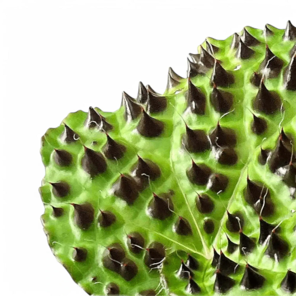 Begonia melanobullata – Blattdetail vor weißem Hintergrund..