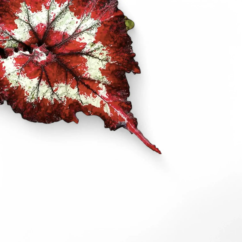 Begonia rex 'Balboa' leaf close-up on white background.