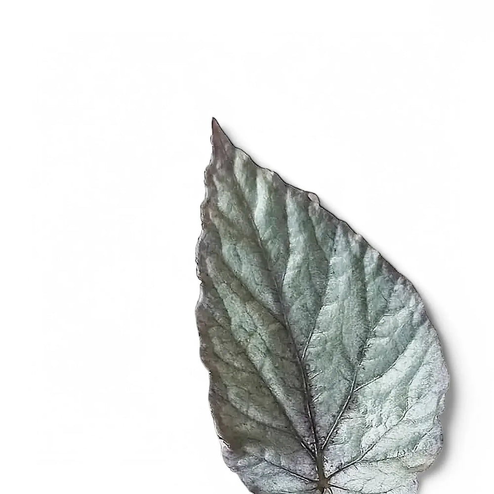 Begonia rex 'Bolero' – Blattdetail vor weißem Hintergrund..