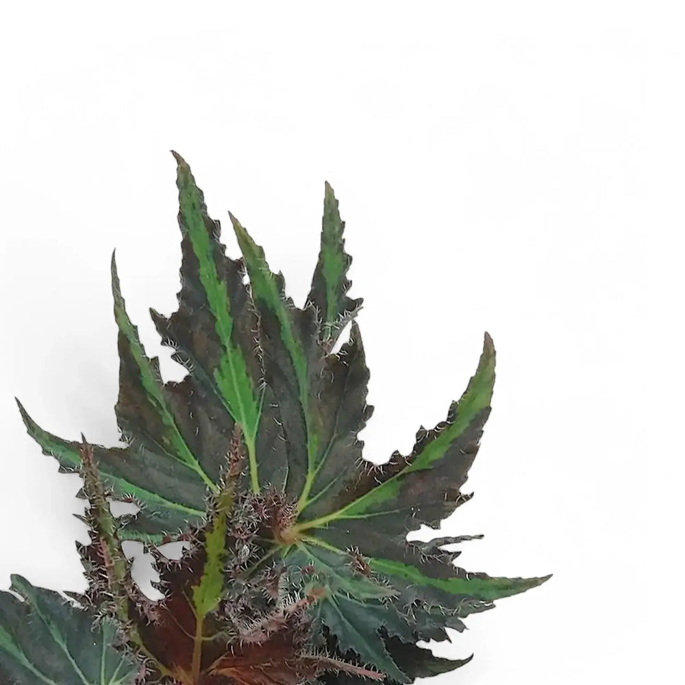 Begonia rex 'Breakdance' – Blattdetail vor weißem Hintergrund..