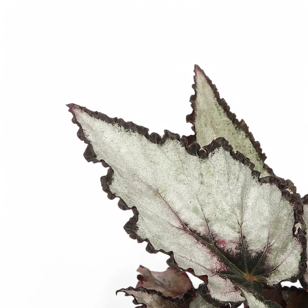 Begonia rex 'Coco' – Blattdetail vor weißem Hintergrund..