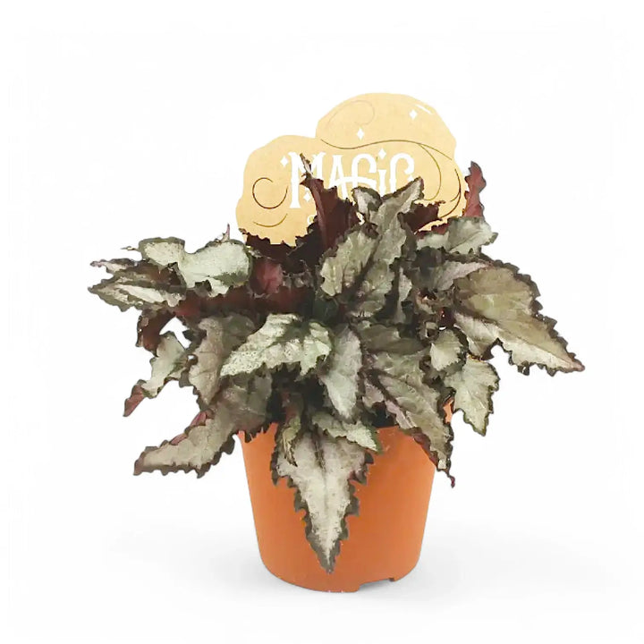 Begonia rex 'Coco' Zimmerpflanze im Anzuchttopf vor weißem Hintergrund, Produktfoto 2.