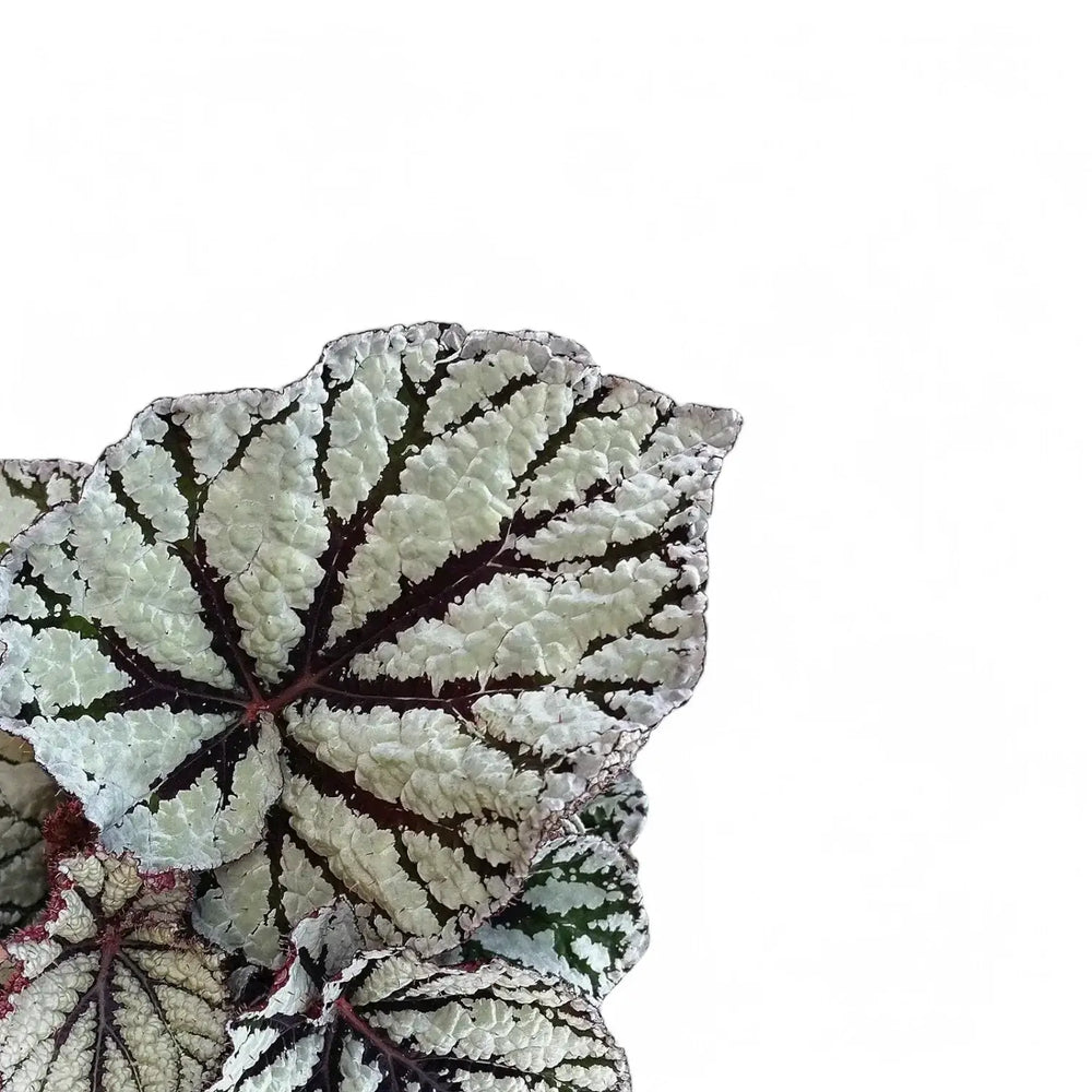 Begonia rex 'Fedor' – Blattdetail vor weißem Hintergrund..