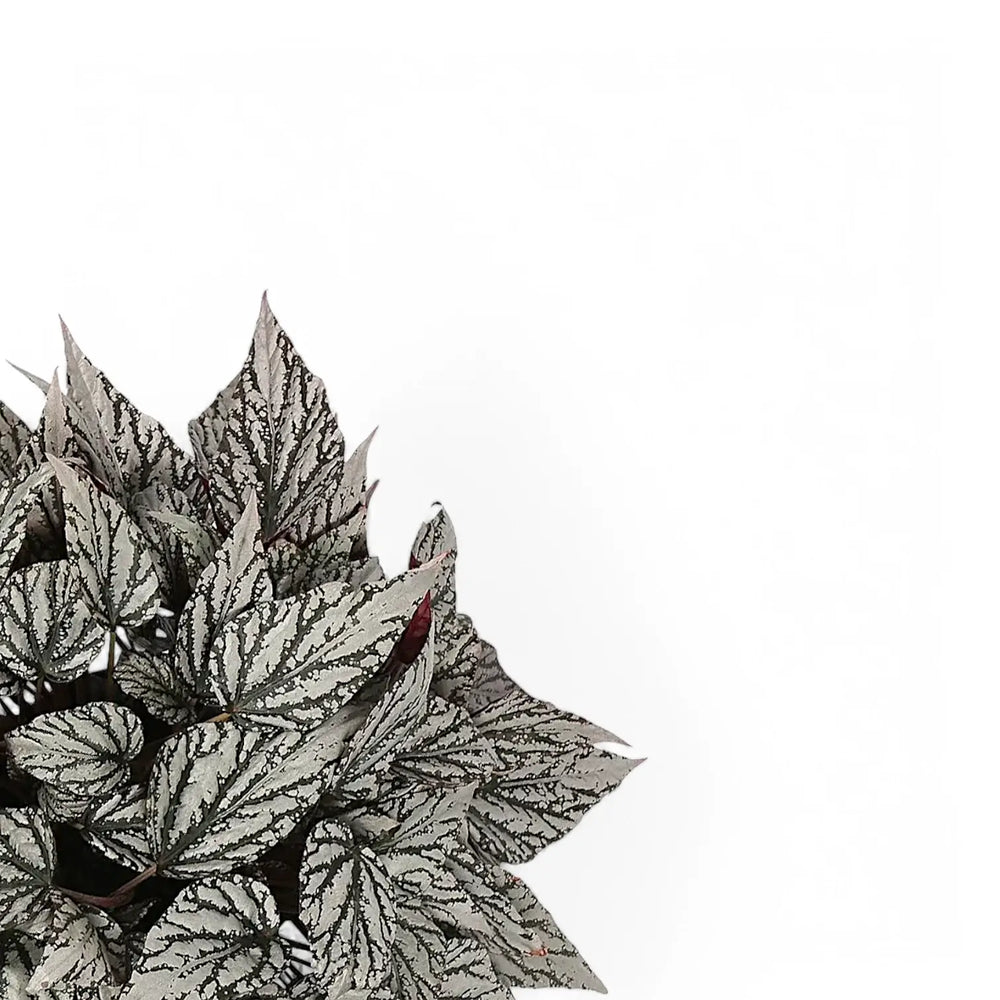 Begonia rex 'Jolly Silver' – Blattdetail vor weißem Hintergrund..