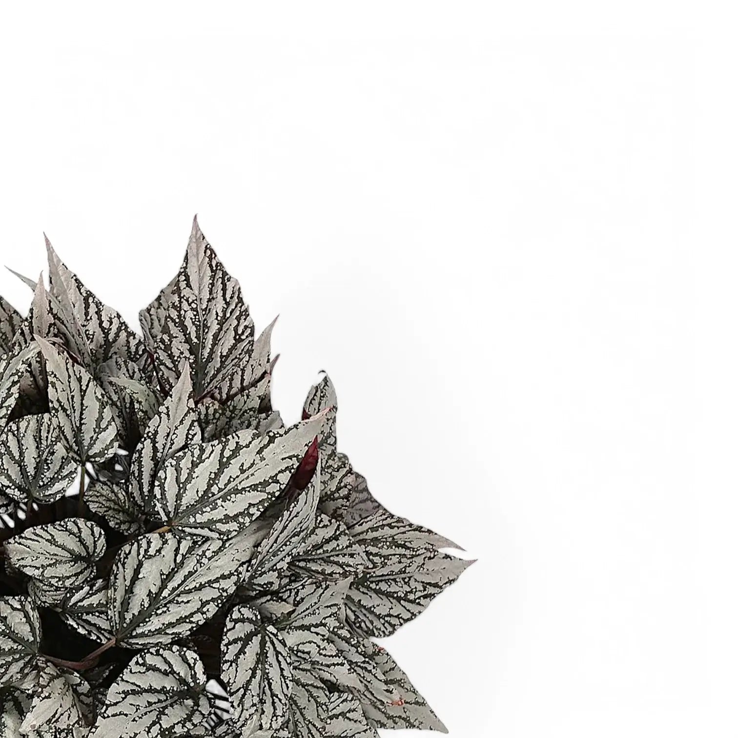 Begonia rex 'Jolly Silver' – Blattdetail vor weißem Hintergrund..