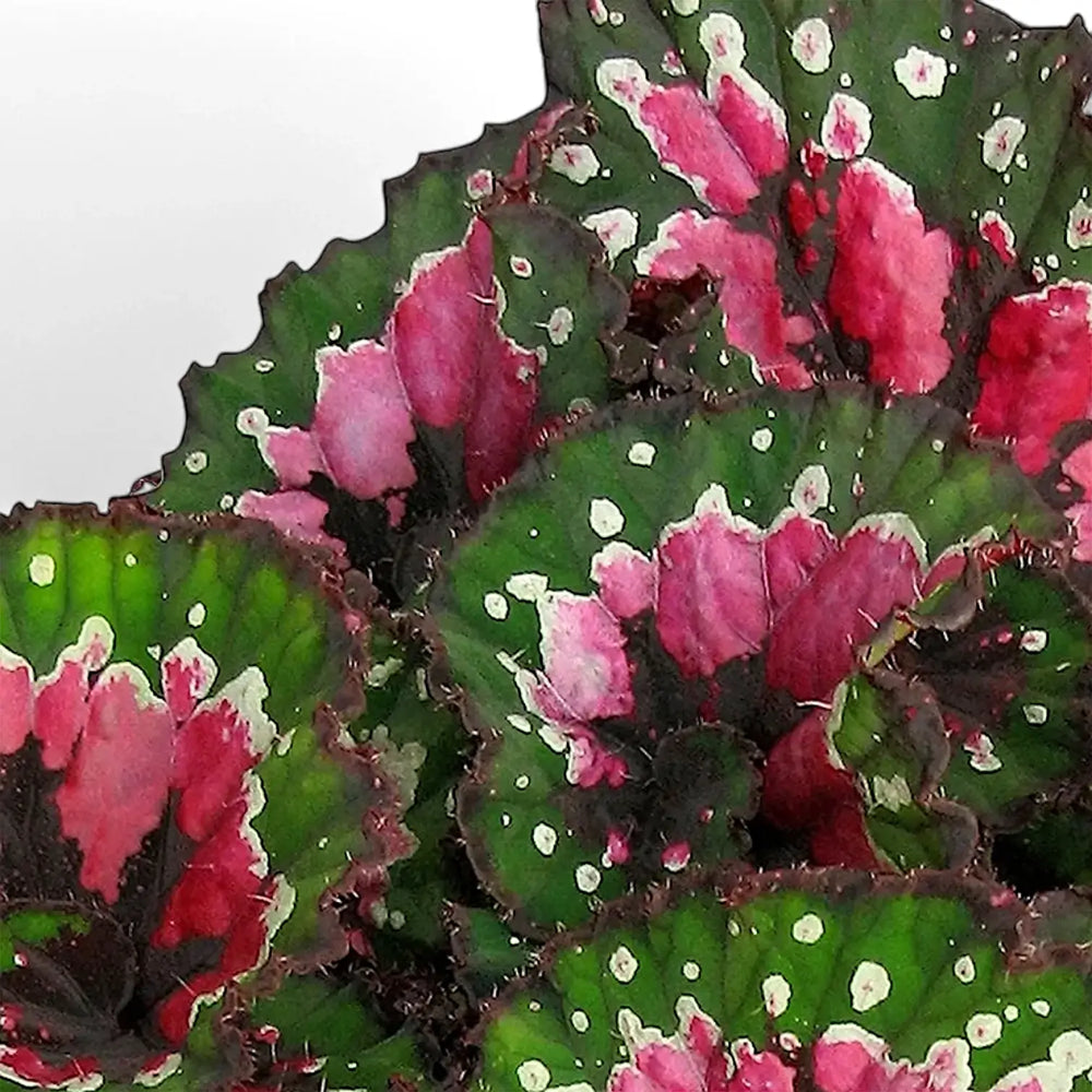 Begonia rex 'Macarena' – Blattdetail vor weißem Hintergrund..