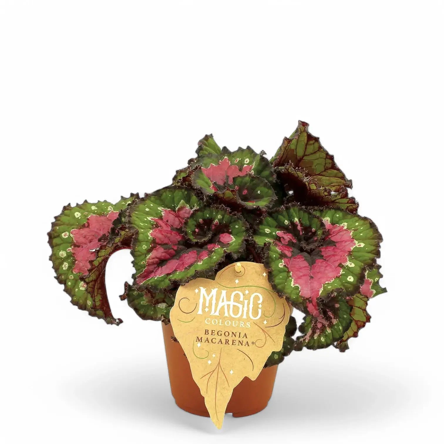 Begonia rex 'Macarena' Zimmerpflanze im Anzuchttopf vor weißem Hintergrund, Produktfoto 2.