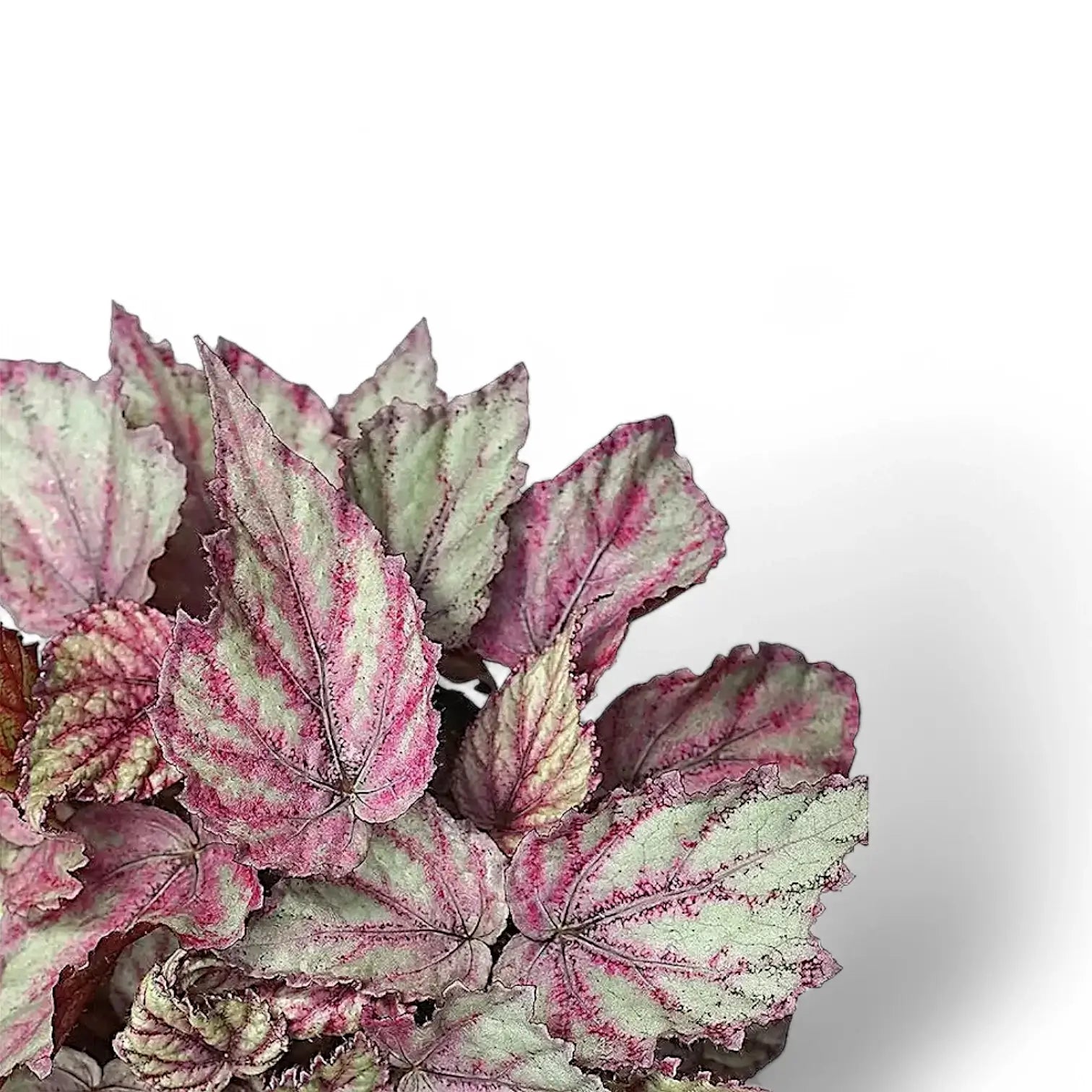 Begonia rex 'Merenque' – Blattdetail vor weißem Hintergrund..