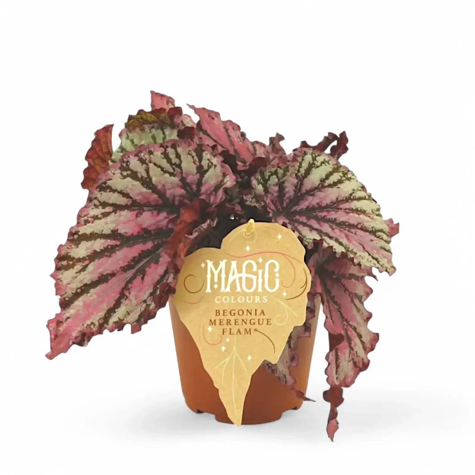 Begonia rex 'Merenque' Zimmerpflanze im Anzuchttopf vor weißem Hintergrund, Produktfoto 2.