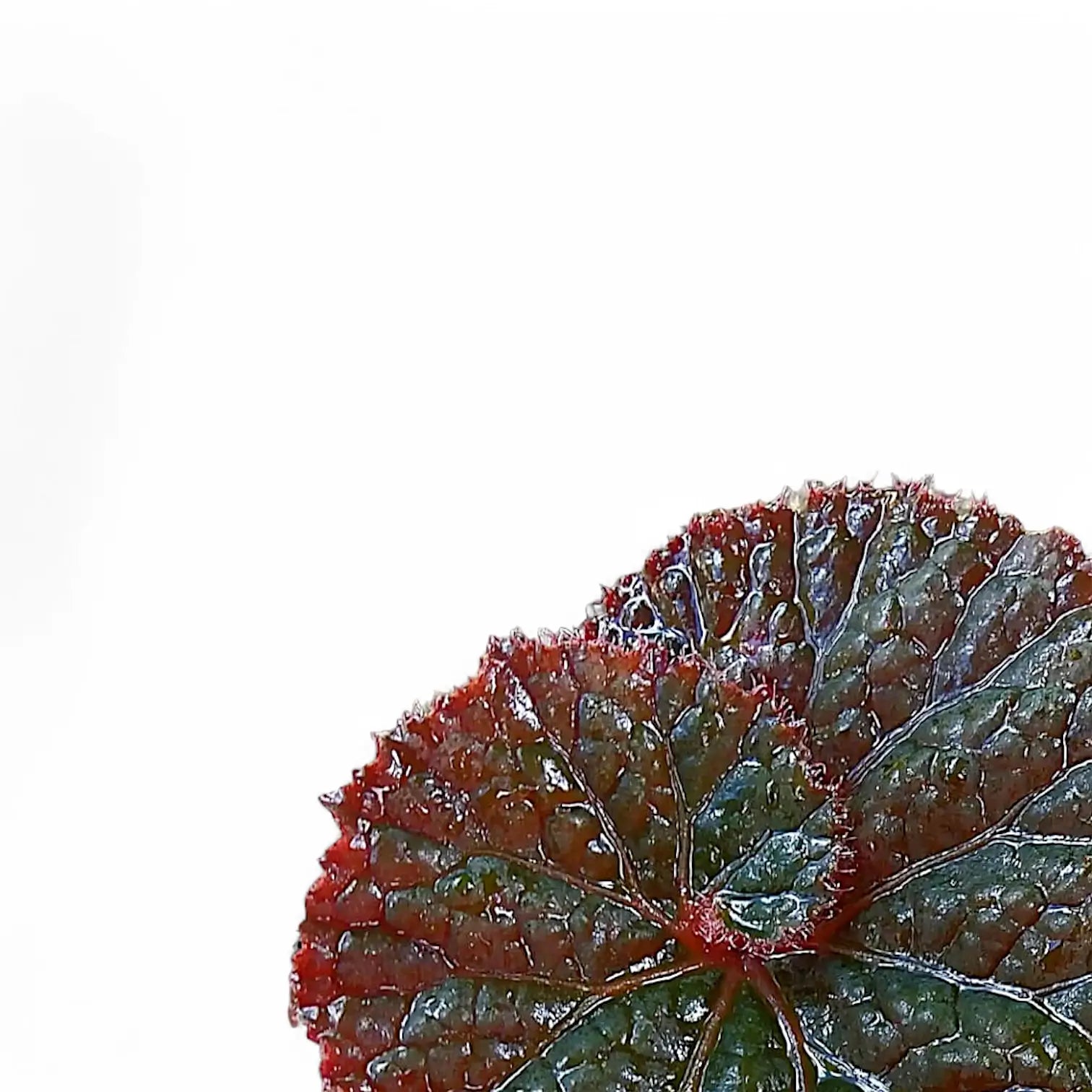 Begonia rex 'Midnight Magic' – Blattdetail vor weißem Hintergrund..
