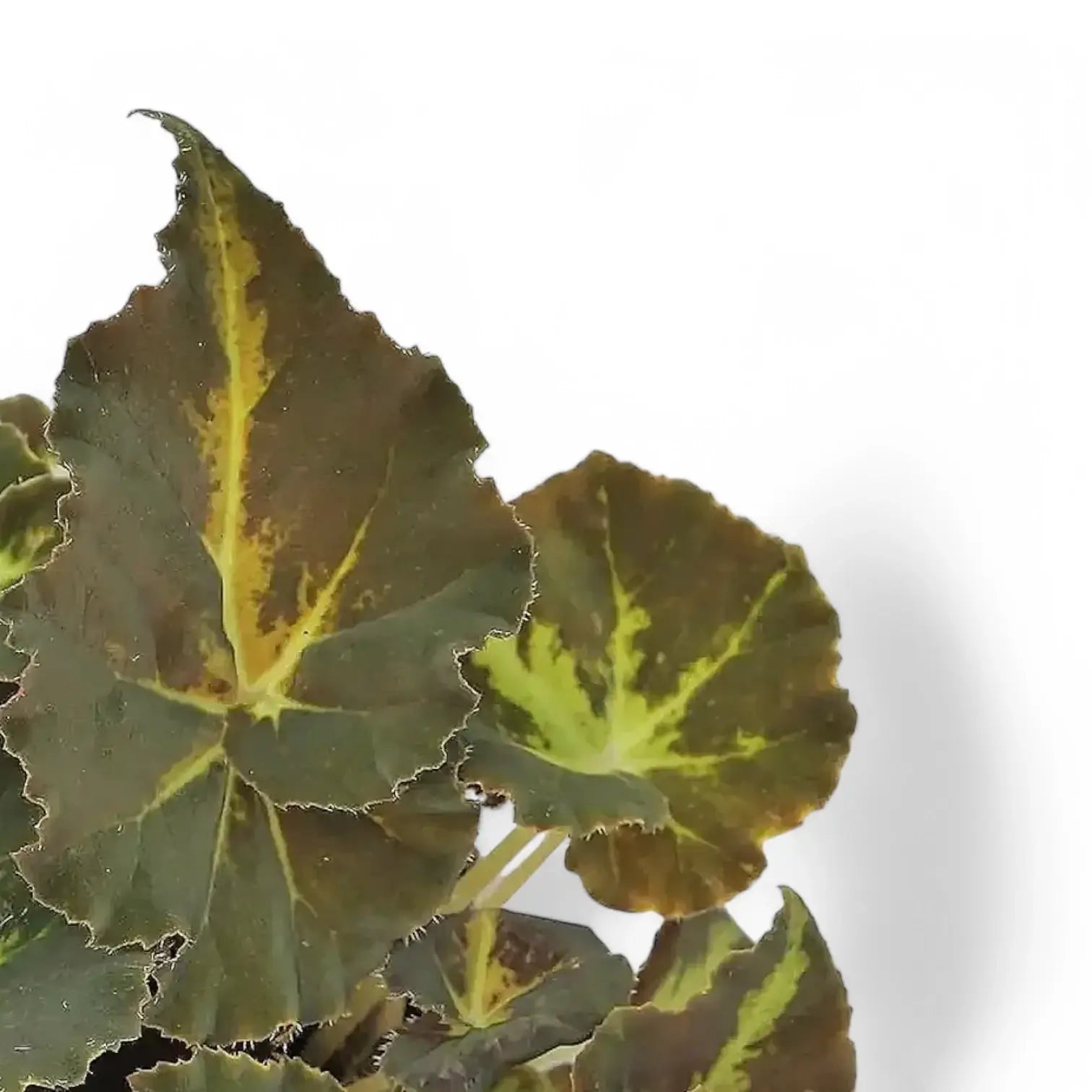 Begonia rex 'Moonwalk' – Blattdetail vor weißem Hintergrund..