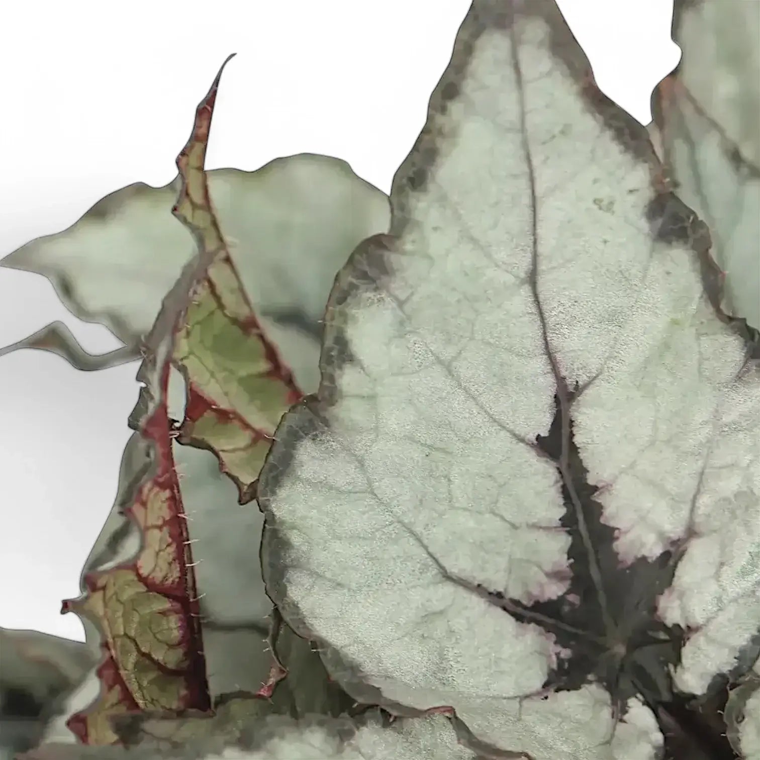 Begonia rex 'Raindance' – Blattdetail vor weißem Hintergrund..