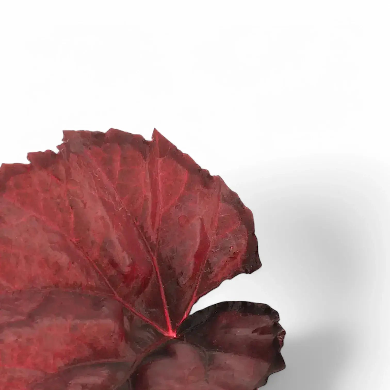 Begonia rex 'Red Heart' – Blattdetail vor weißem Hintergrund..