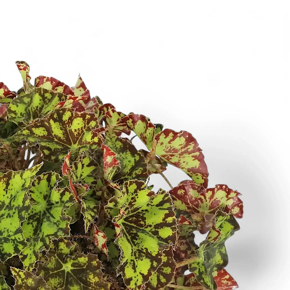 Begonia rex 'Rondeau' – Blattdetail vor weißem Hintergrund..