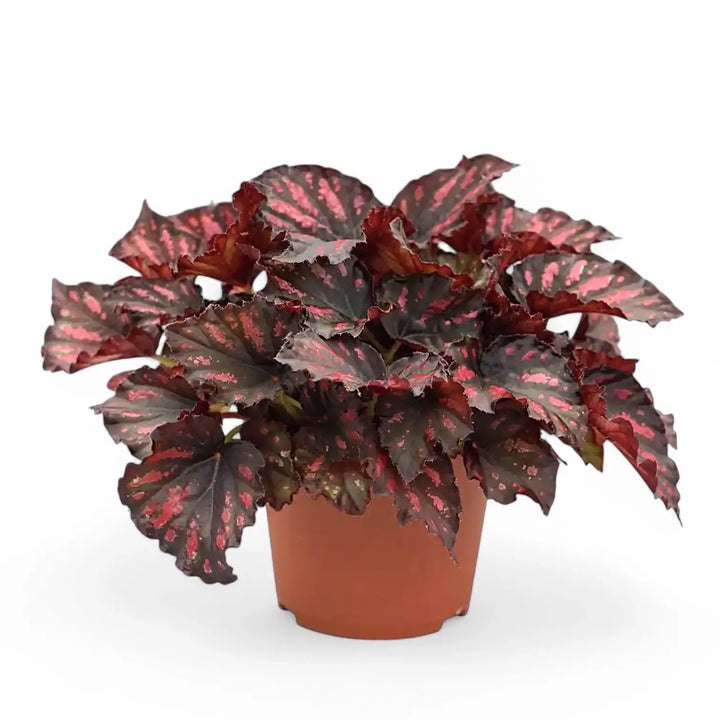 Begonia rex 'Rumba' Zimmerpflanze im Anzuchttopf vor weißem Hintergrund, Produktfoto 2.