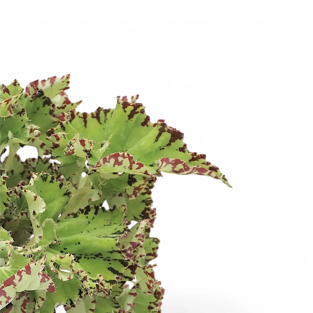 Begonia rex 'Samba' – Blattdetail vor weißem Hintergrund..
