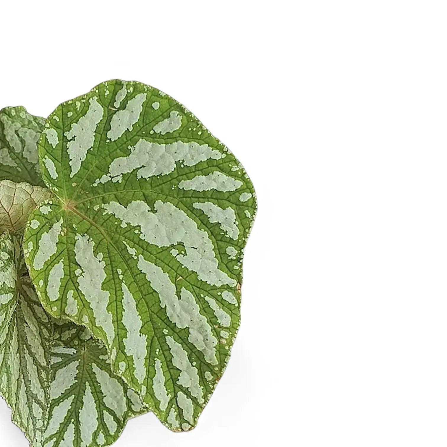 Begonia rex 'Tap Dance' – Blattdetail vor weißem Hintergrund..