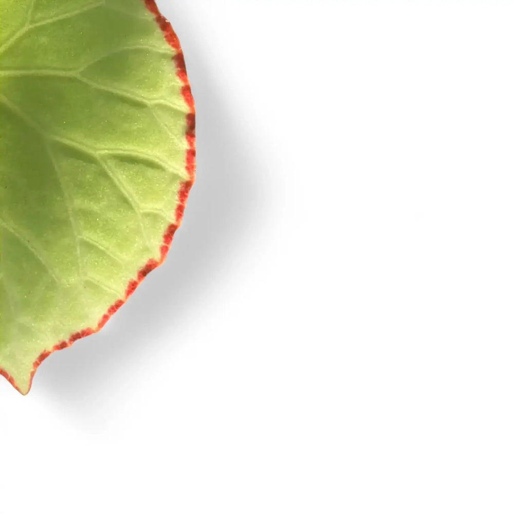 Begonia scapigera – Blattdetail vor weißem Hintergrund..