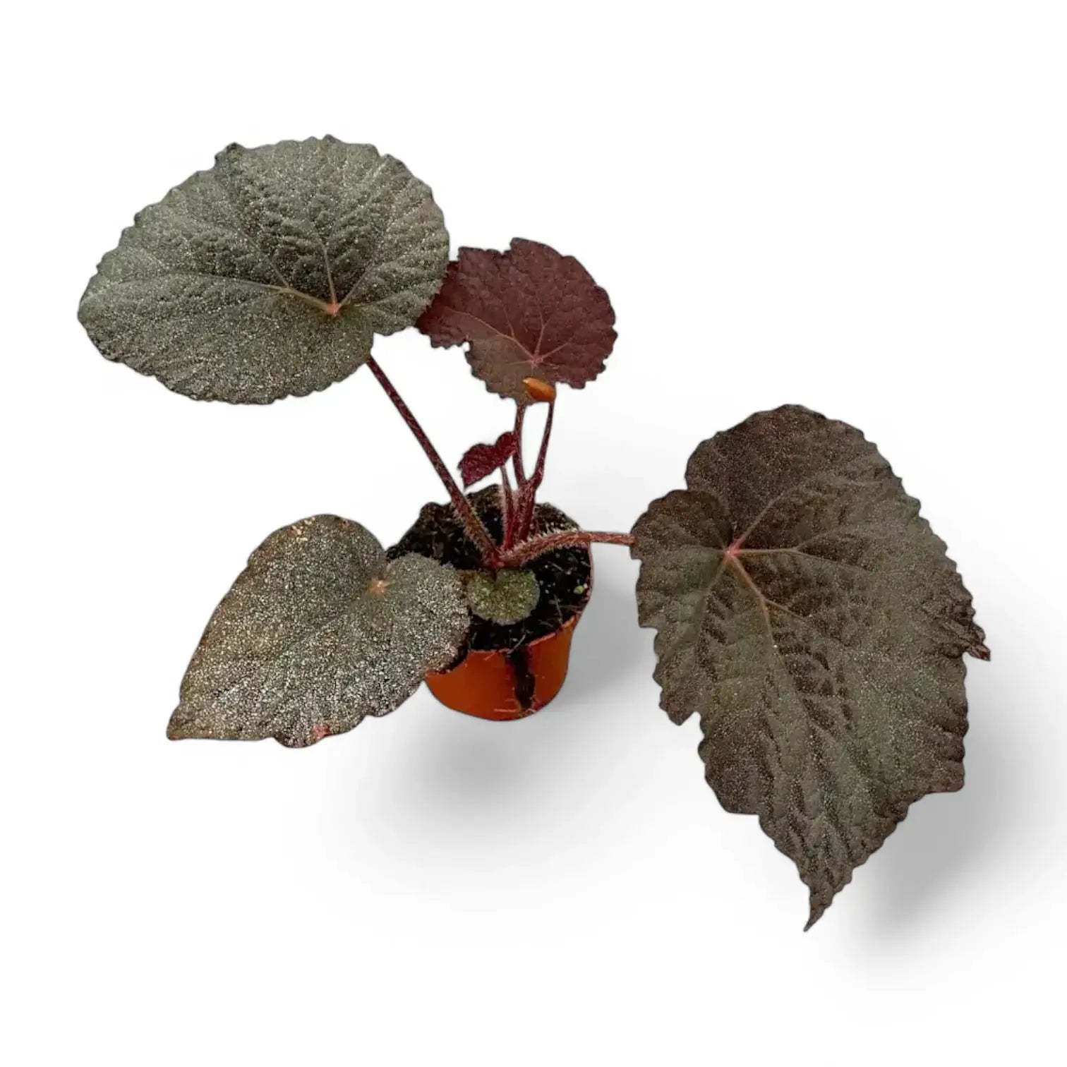Begonia sp. U485 – Blattdetail vor weißem Hintergrund..