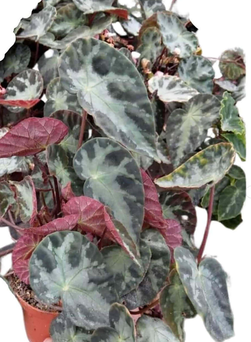 Begonia sp. U577 – Blattdetail vor weißem Hintergrund..
