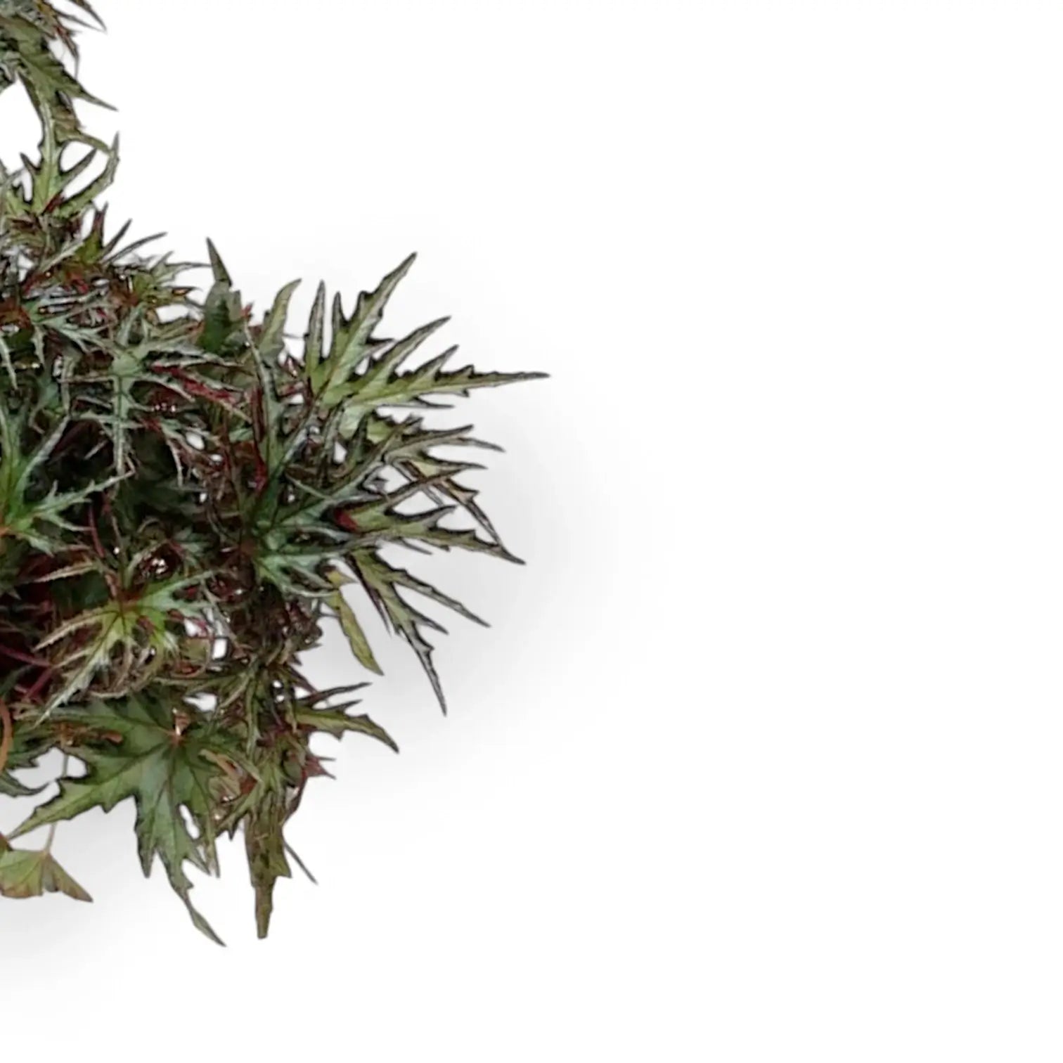 Begonia sp. U614 – Blattdetail vor weißem Hintergrund..