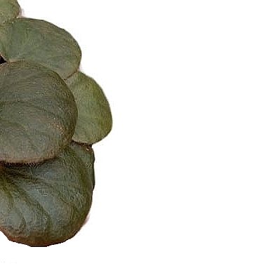 Begonia subnummularifolia – Blattdetail vor weißem Hintergrund..