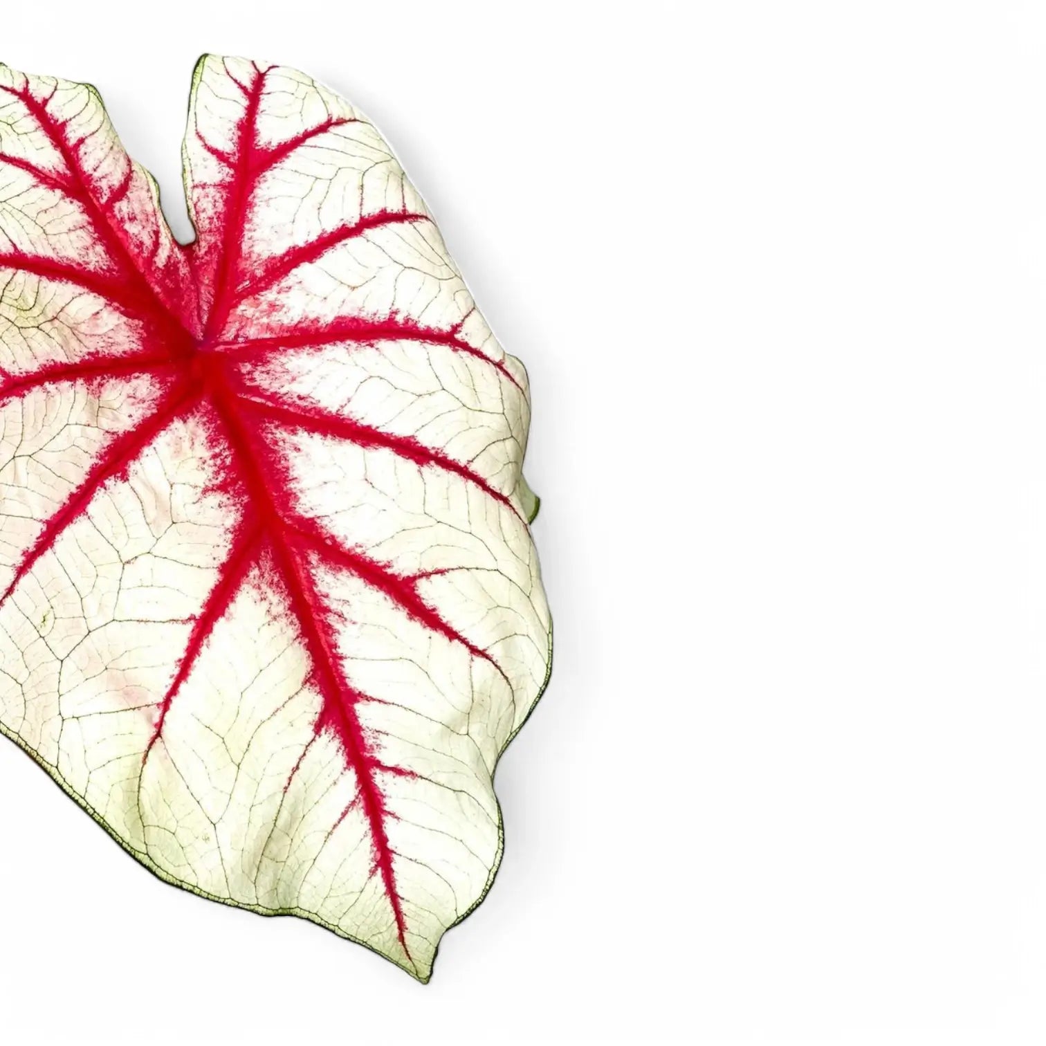 Caladium 'Fiesta' – Blattdetail vor weißem Hintergrund..