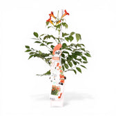 Campsis radicans 'Flamenco' als Topfpflanze im Kulturtopf vor weißem Hintergrund.