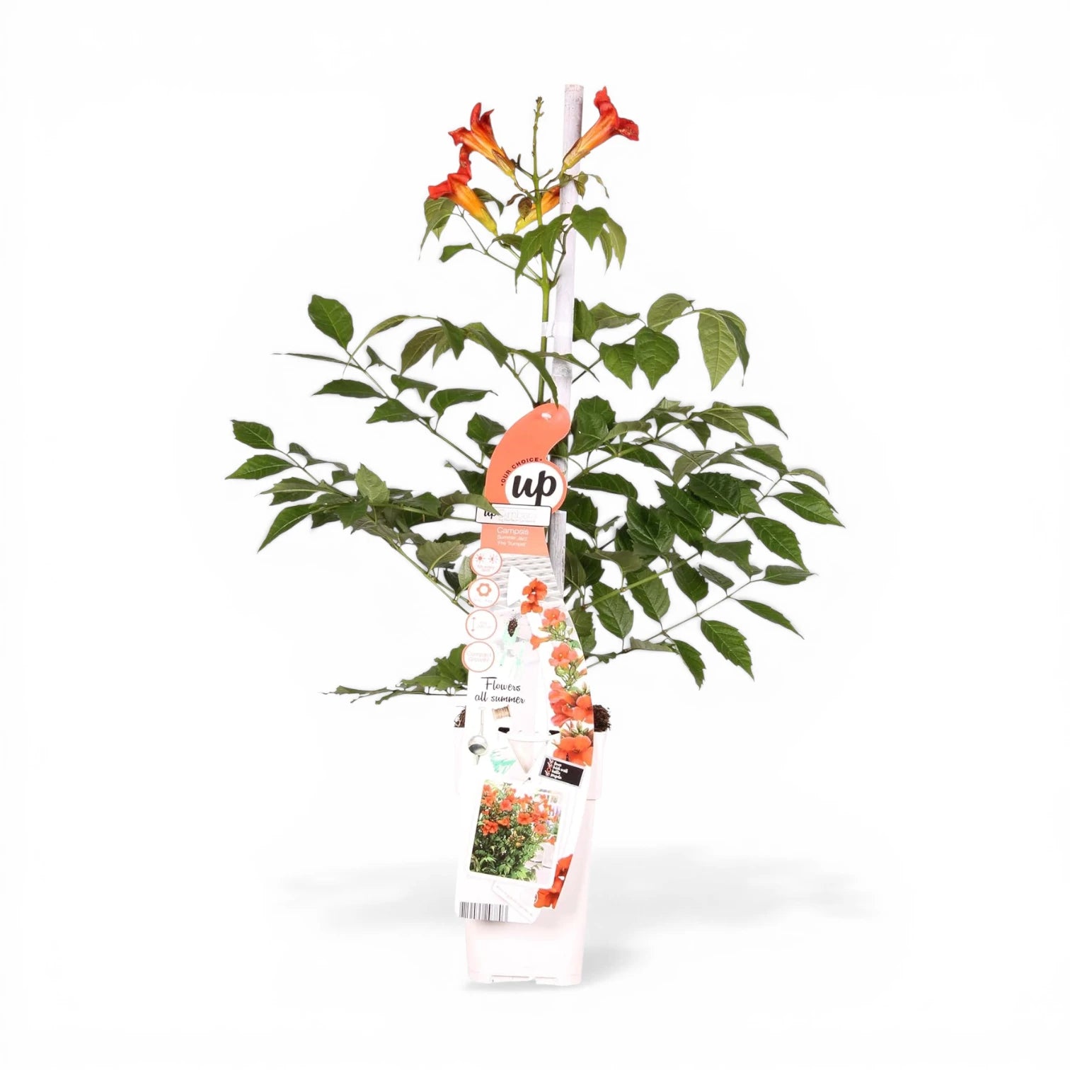 Campsis radicans 'Flamenco' als Topfpflanze im Kulturtopf vor weißem Hintergrund.