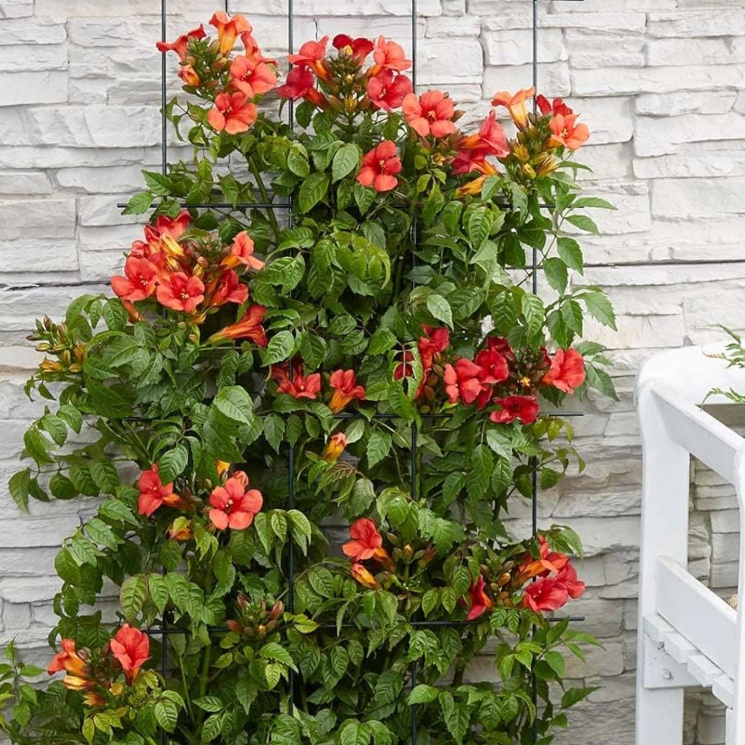 Campsis radicans 'Flamenco' als Topfpflanze im Kulturtopf vor weißem Hintergrund.