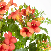 Campsis radicans 'Flamenco' als Topfpflanze im Kulturtopf vor weißem Hintergrund.